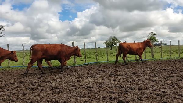 Lote Vacas PO y seleccionadas sin servicio vacías