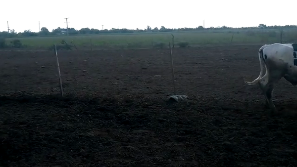 Lote 10 Novillitos en Santa Fe, Virginia