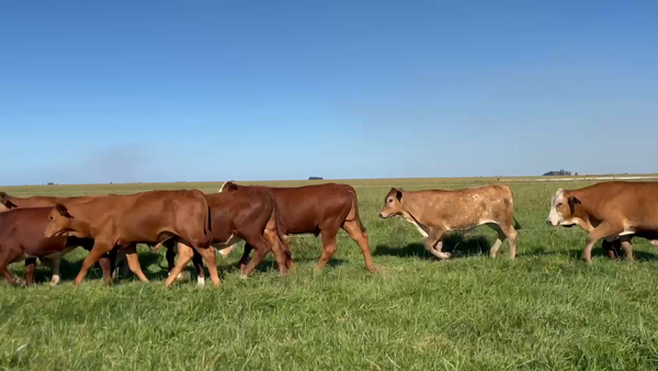 Lote 85 Terneros en Corrientes, Goya