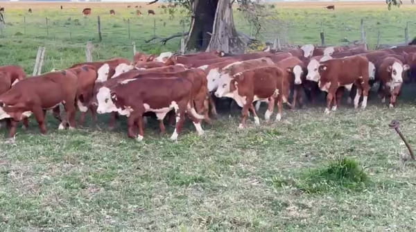 Lote 70 Terneros