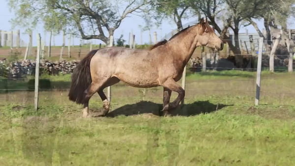 Lote Santa Ines Gauderia