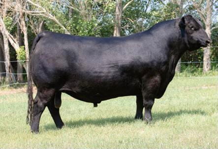 Lote 78 Ternera en Toltén, IX Región Araucanía