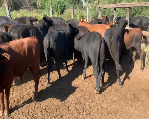 Lote 70 Terneros/as en Juan José Castelli, Chaco