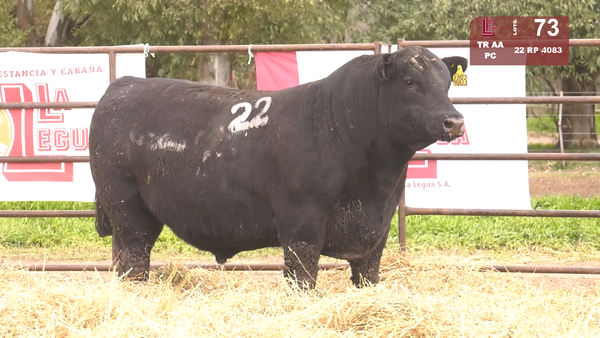 22 4083 — TOROS ANGUS NEGROS  PC