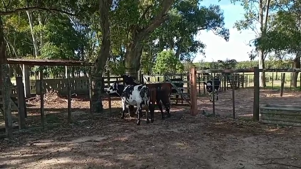 Lote 4 Vaquillonas  317kg - , San José