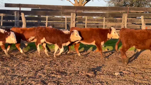 Lote 164 Terneros/as en Corrientes, Curuzu Cuatia