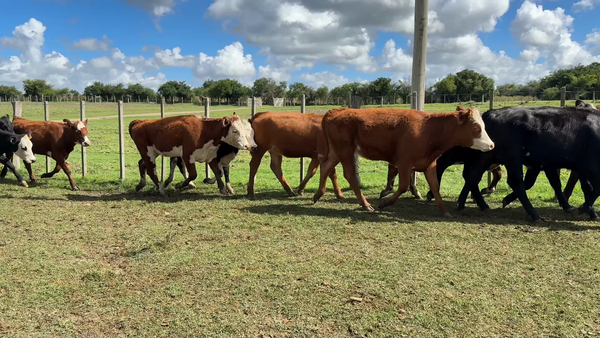 Lote TERNERAS