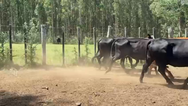 Lote VACA DE INVERNADA