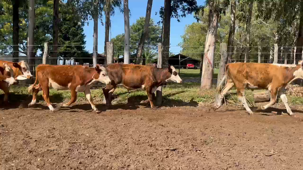 Lote 70 Terneros en Corrientes, Col. Libertad