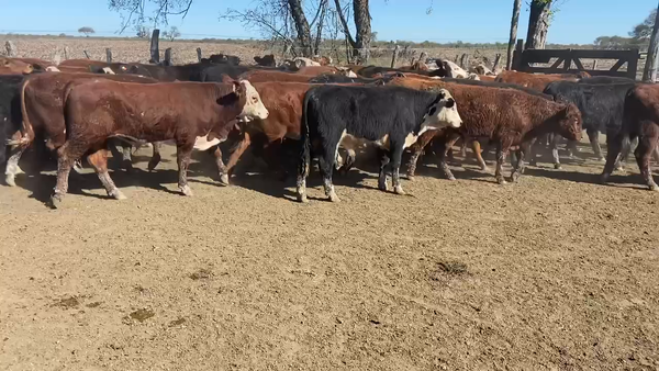 Lote 90 Terneros/as en Maciá, Entre Ríos