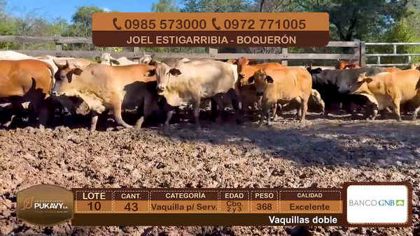 Lote Vaquillas para servicio