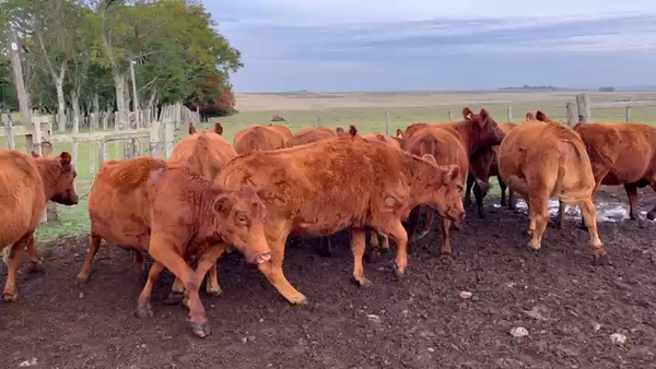Lote VIENTRES PREÑADOS