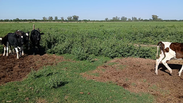 Lote 5 Terneras Holando Argentino en Sunchales, Santa Fe