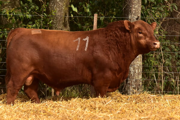 40318 — TOROS ANGUS PC
