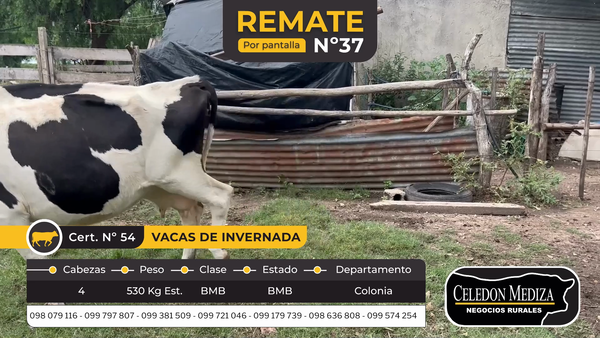Lote 4 Vacas de Invernada en Colonia