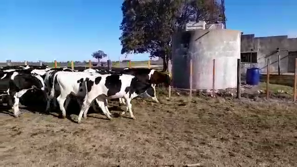 Lote (Vendido)26 Novillos HOLANDO 295kg -  en BARKER