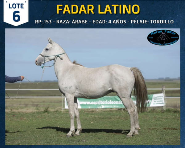 Lote FADAR LATINO