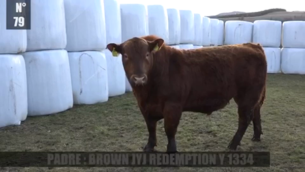 Lote 1 Toro en Coyhaique, XI Región Aysén