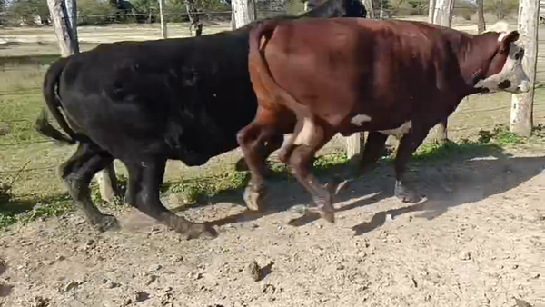 Lote 45 Vacas