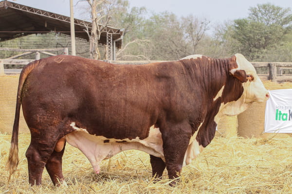 Lote LOTE 56