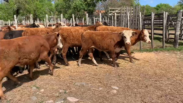 Lote 60 Novillos 1 a 2 años en Melo, Cerro Largo