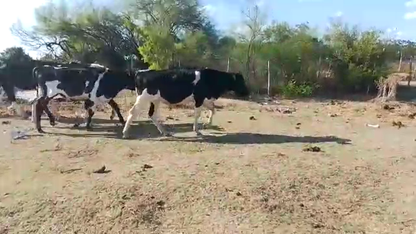 Lote 7 Novillos Holando en Camino las Viñas