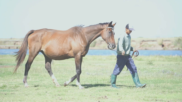 Lote EA NIGHT (CARIBEAN NIGHT - CHAFALDITA) Preñez por  Sandino Ruler