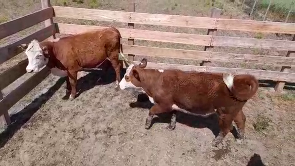Lote (Vendido)2 Vaquillonas 1 a 2 años 290kg -  en MARTIN CHICO