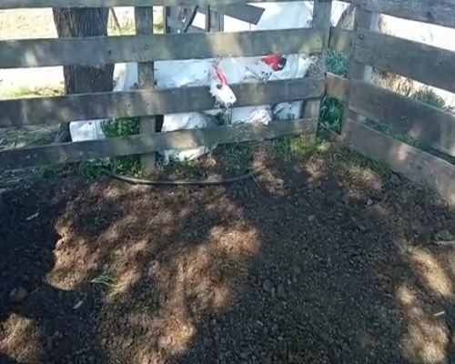 Lote (Vendido)10 Terneras holando 145kg -  en ruta 1 km 85