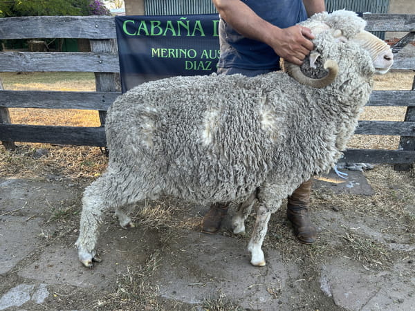 Lote Borrego 4/6D (MO: Si)