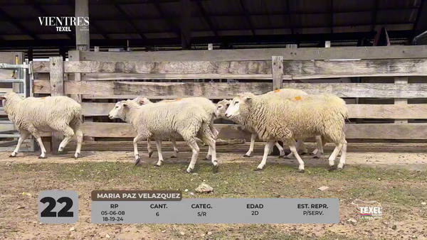 Lote LOTE 22