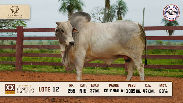 Lote Lote 12