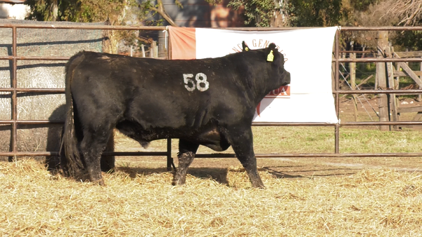 Lote TOROS ANGUS NEGROS  PC