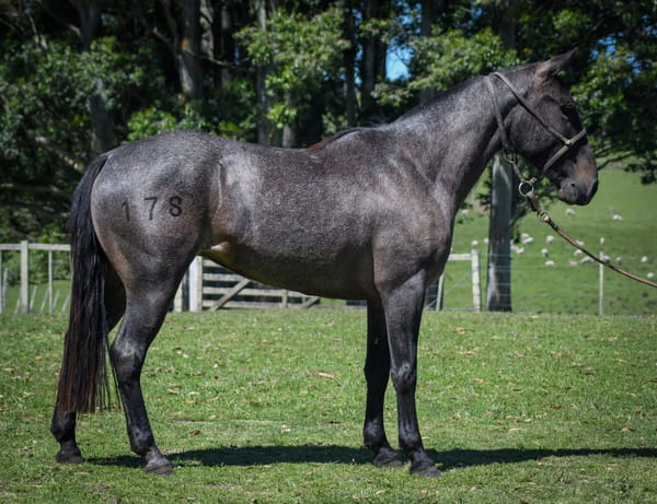 Lote Libra La Calavera