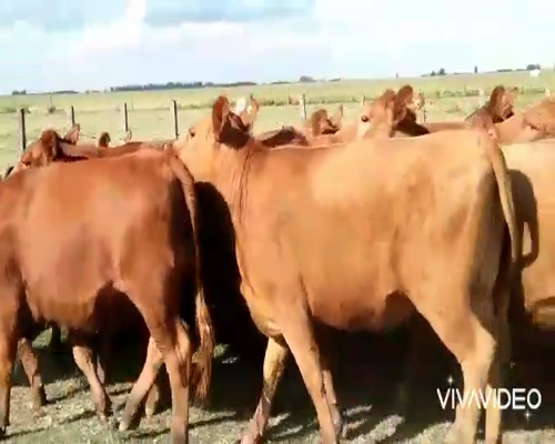 Lote 33 Vaquillonas C/ gtia de preñez en Cañuelas, Buenos Aires