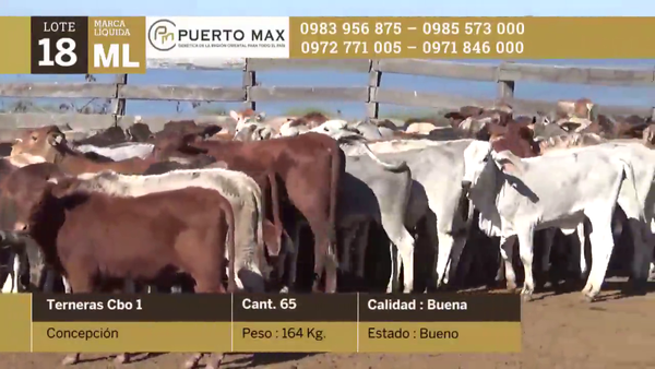 Lote Terneras hasta 170 kg