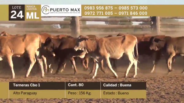 Lote Terneras hasta 170 kg