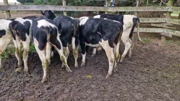 Lote 7 Terneros Holando en Mundo Azul