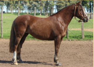 Lote INTACTA DE LA COLINA