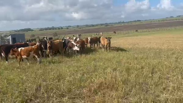 Lote 27 Terneros y Terneras