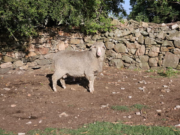 Lote (Vendido)Carneros, Lavalleja