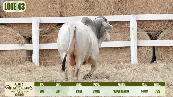 Lote LOTE 43