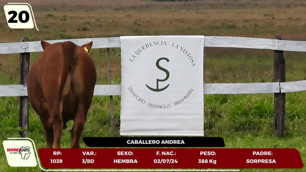 Lote LOTE 20 - JUNIOR