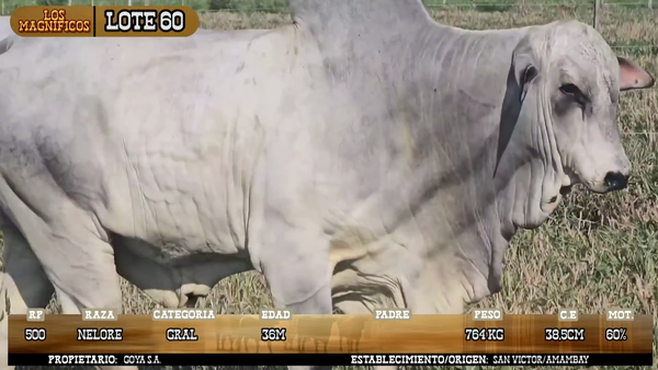 Lote LOTE 60 - POR PANTALLA