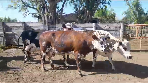 Lote VACAS PI EN PRODUCCION