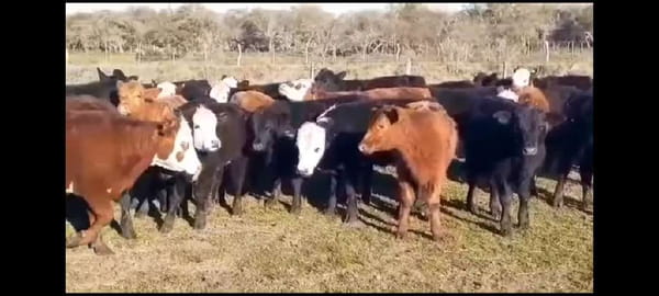 Lote 75 Terneros/as en Villaguay, Entre Ríos