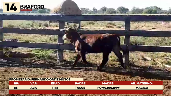 Lote LOTE 14 TERNERAS DE CORRAL
