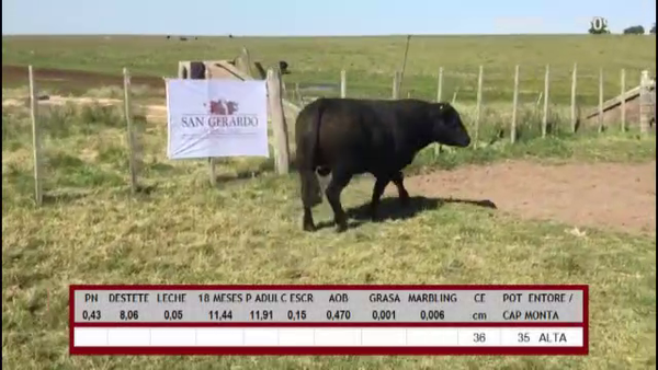 Lote TOROS ABERDEEN ANGUS