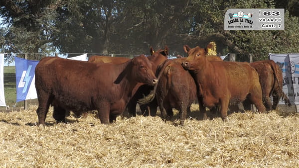 Lote VAQUILLONAS  PC  PARICION PRIMAVERA