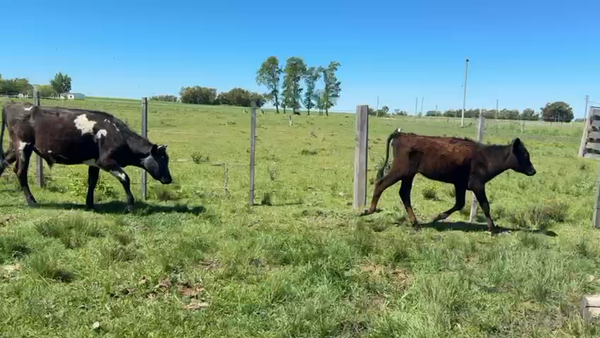 Lote TERNEROS Y TERNERAS